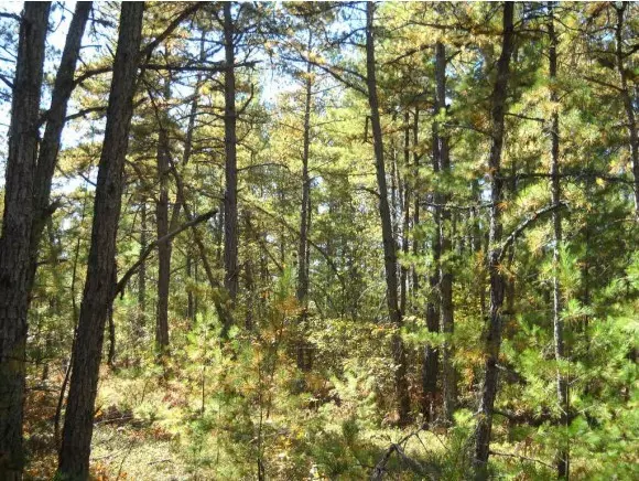 Tamworth, NH 03886,111 Silver Pine Lane Lot 31