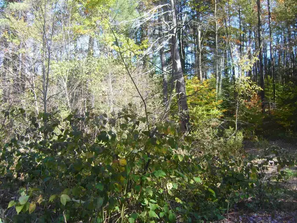 Castleton, VT 05735,Lot 4 N Woodard WAY