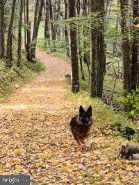 LOT #33 NATIVE TROUT DRIVE, Sugar Grove, WV 26815