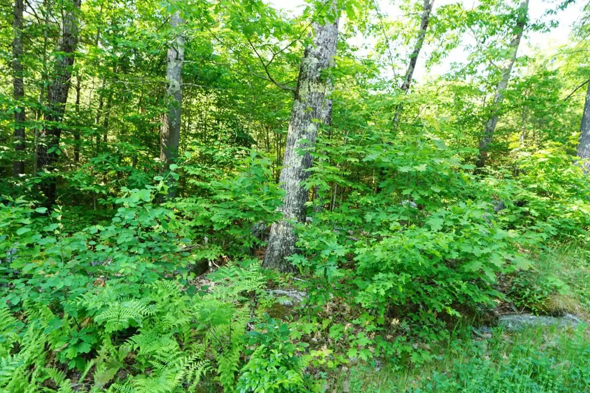 Swanzey, NH 03446,0 Eaton RD #3