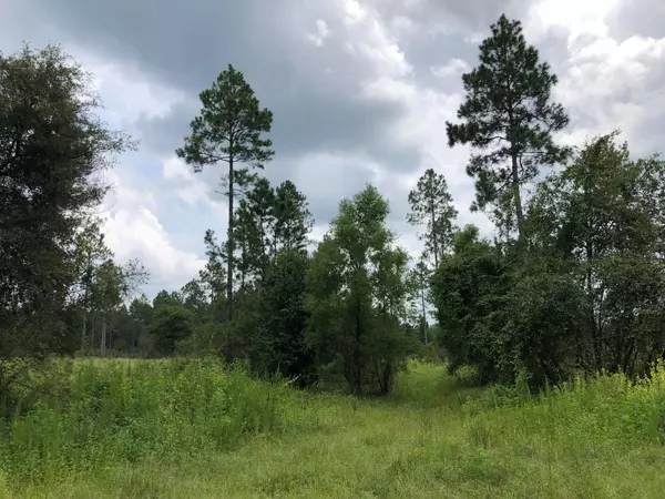 Laurel Hill, FL 32567,20 ACRES BUCK TYNER