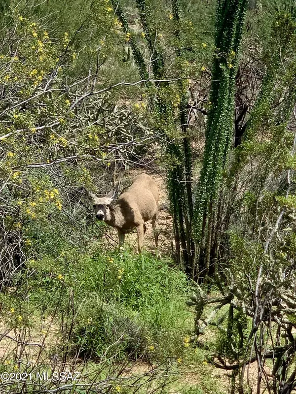 Tucson, AZ 85749,12860 E Nighthawk Ranch Place